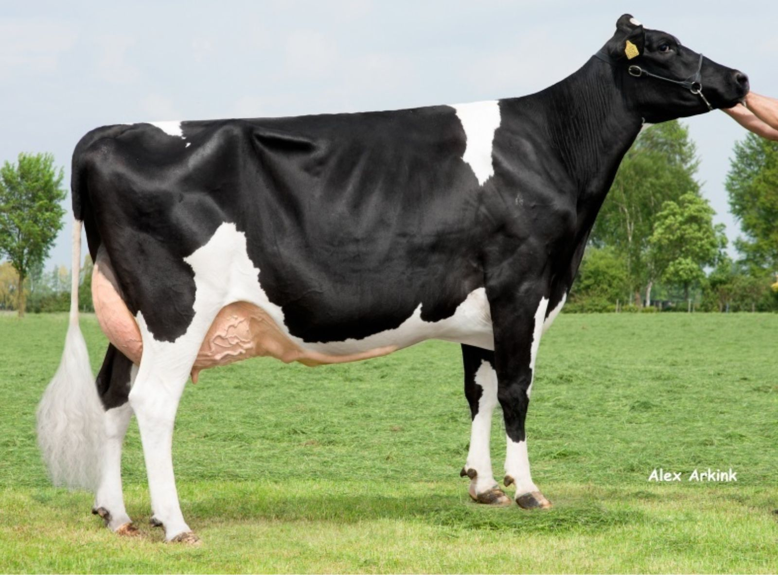 BOLTON DE BIESHEUVEL JAVINA 19 VG-88 - TATARAVÓ DO BUTRON