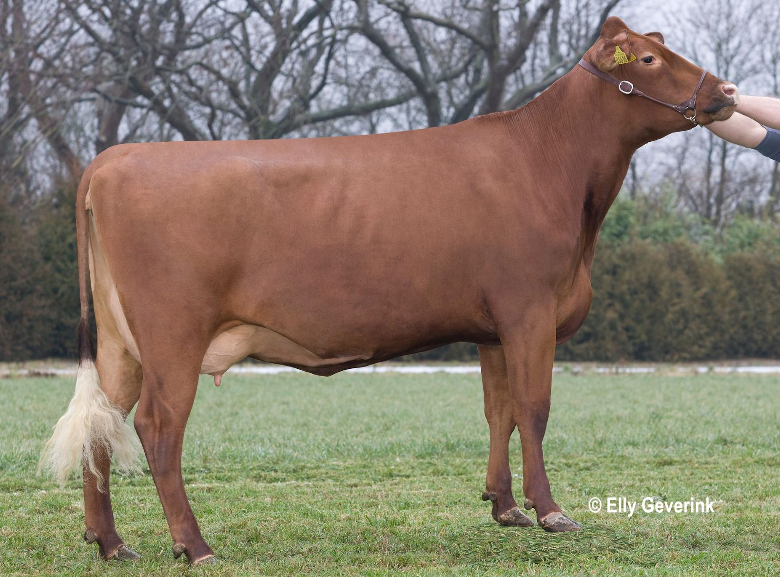 R FACET 34768-3616 FRA IS KOKKENBORG DRONNINGLUND