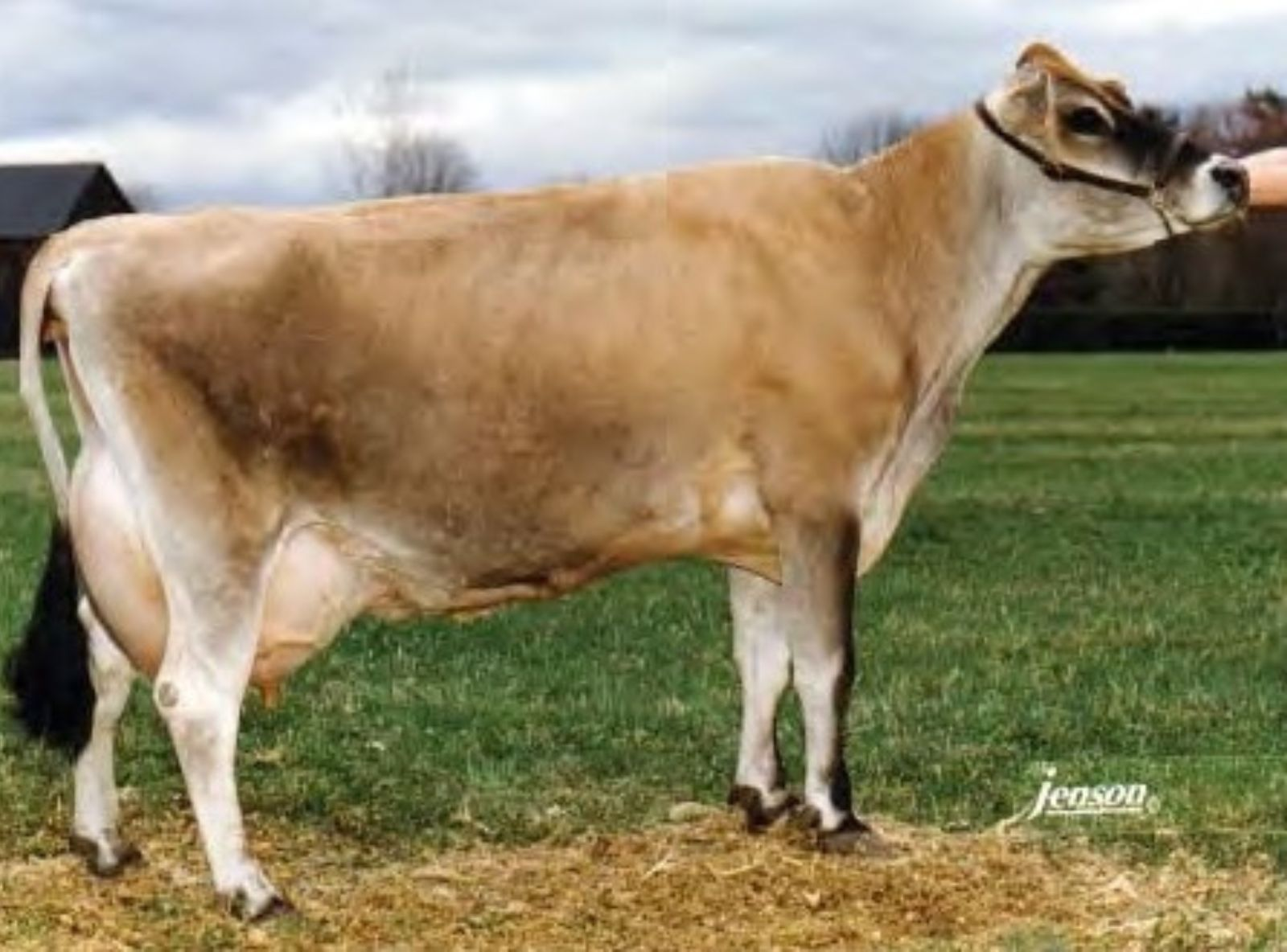 PASSIONS HALPINT PATIENCE ET - IRMÃ DA MÃE DO ATILA