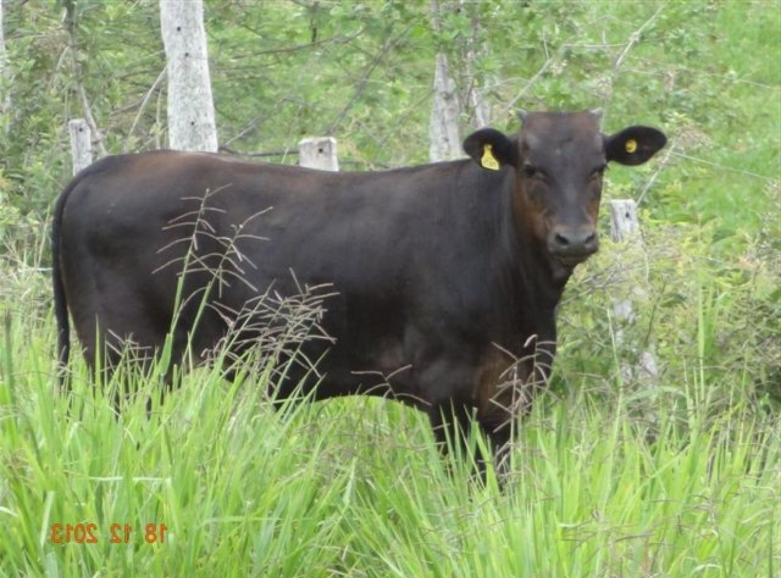 PROGÊNIE EM VACA1/2 SANGUE ANGUS X NELORE