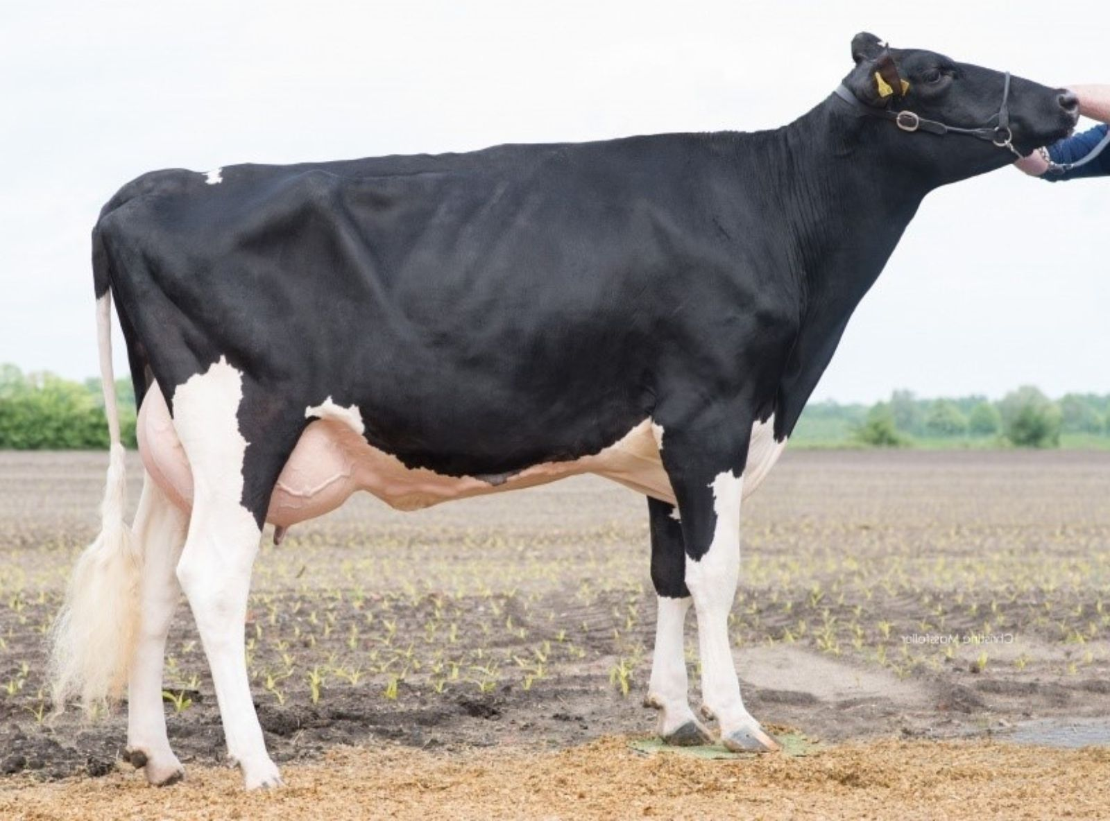 SHAMROCK WILDER META - AVÓ DO MOCCA