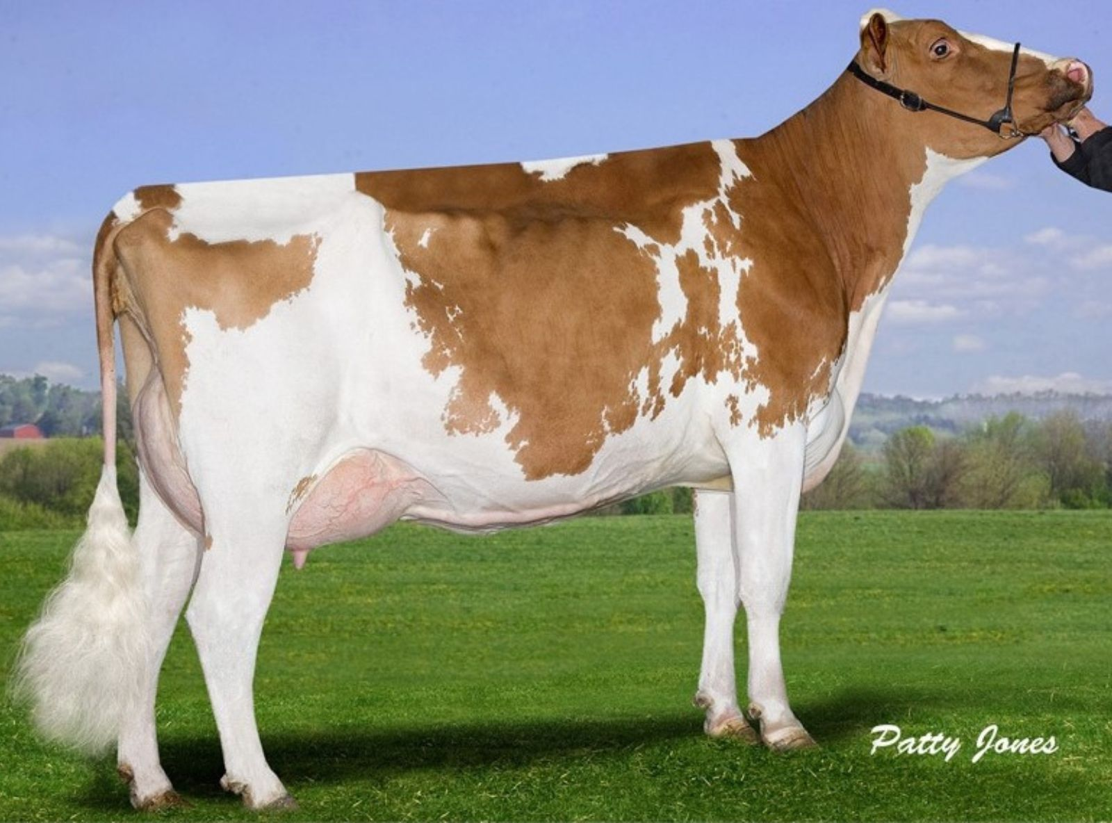 MISTY SPRINGS MB BRIGHTER RED - DAS ORIGENS DE BRADY RED