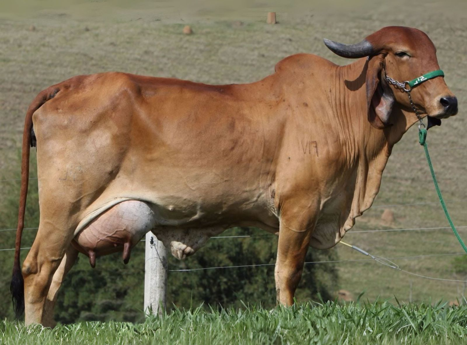 LAMBADA - MÃE DO URANO