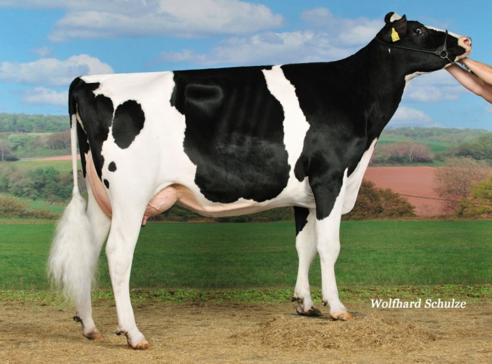 MB LILI 216 ET VG-86 - AVÓ DO ZETA