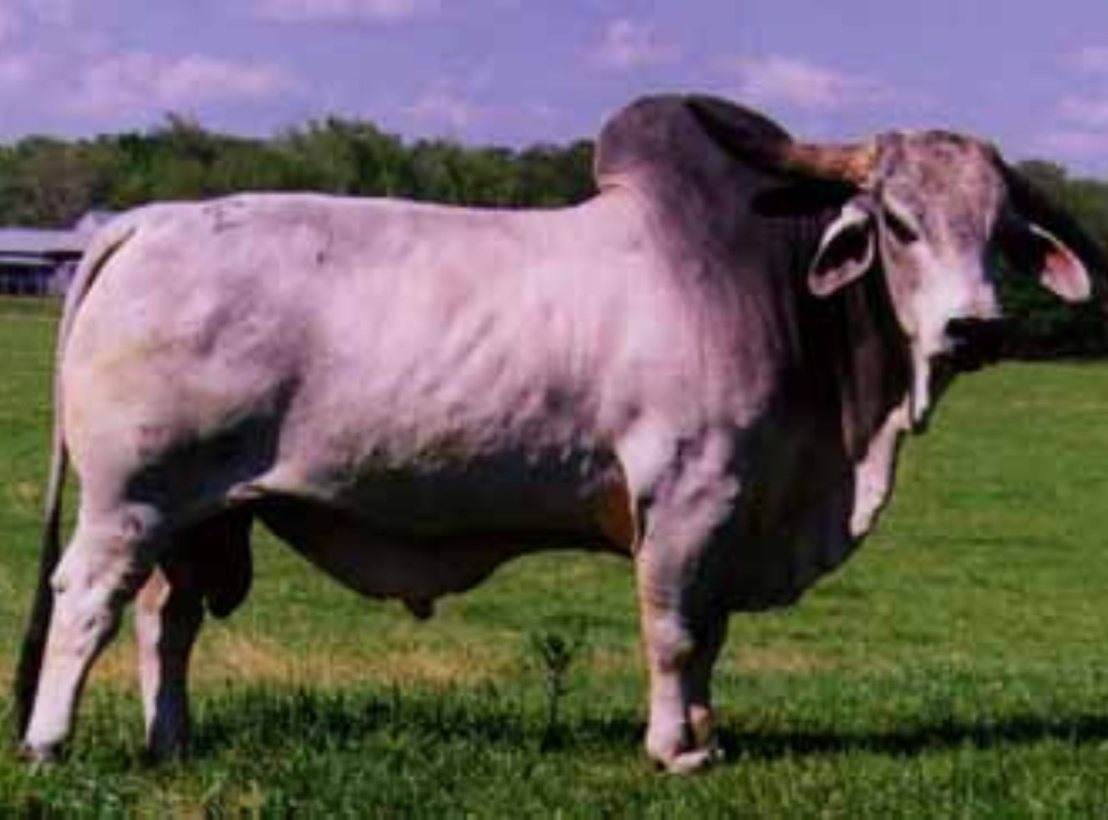 JDH MANSO CHARLEY 519/9