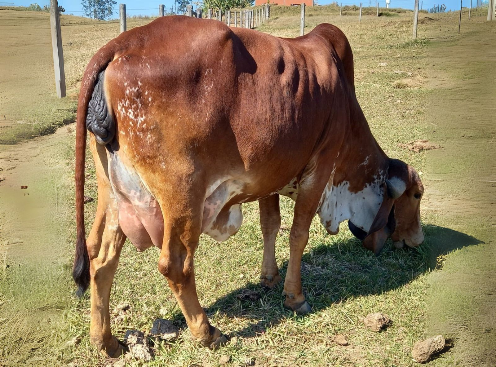 IRMÃ PRÓPRIA DO URANO