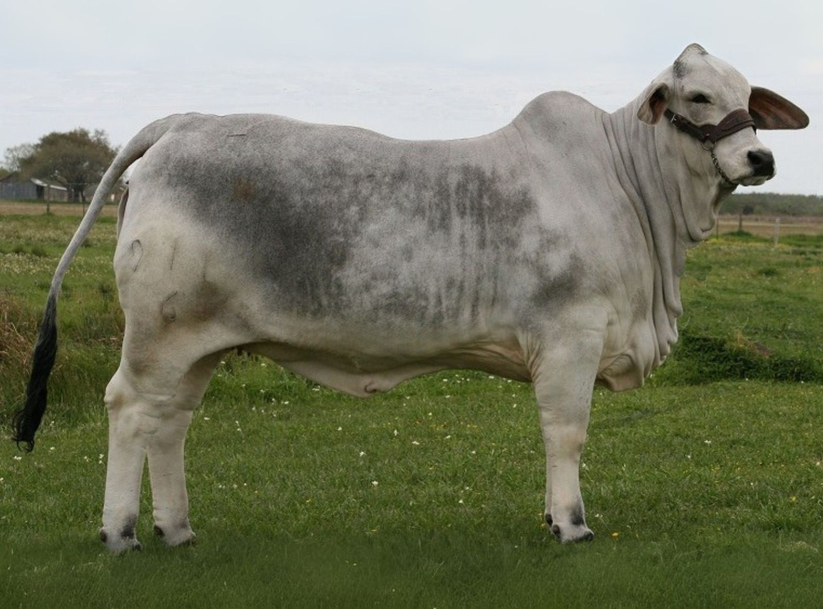 FILHA DO DOUBLE TAKE MANSO 229/8