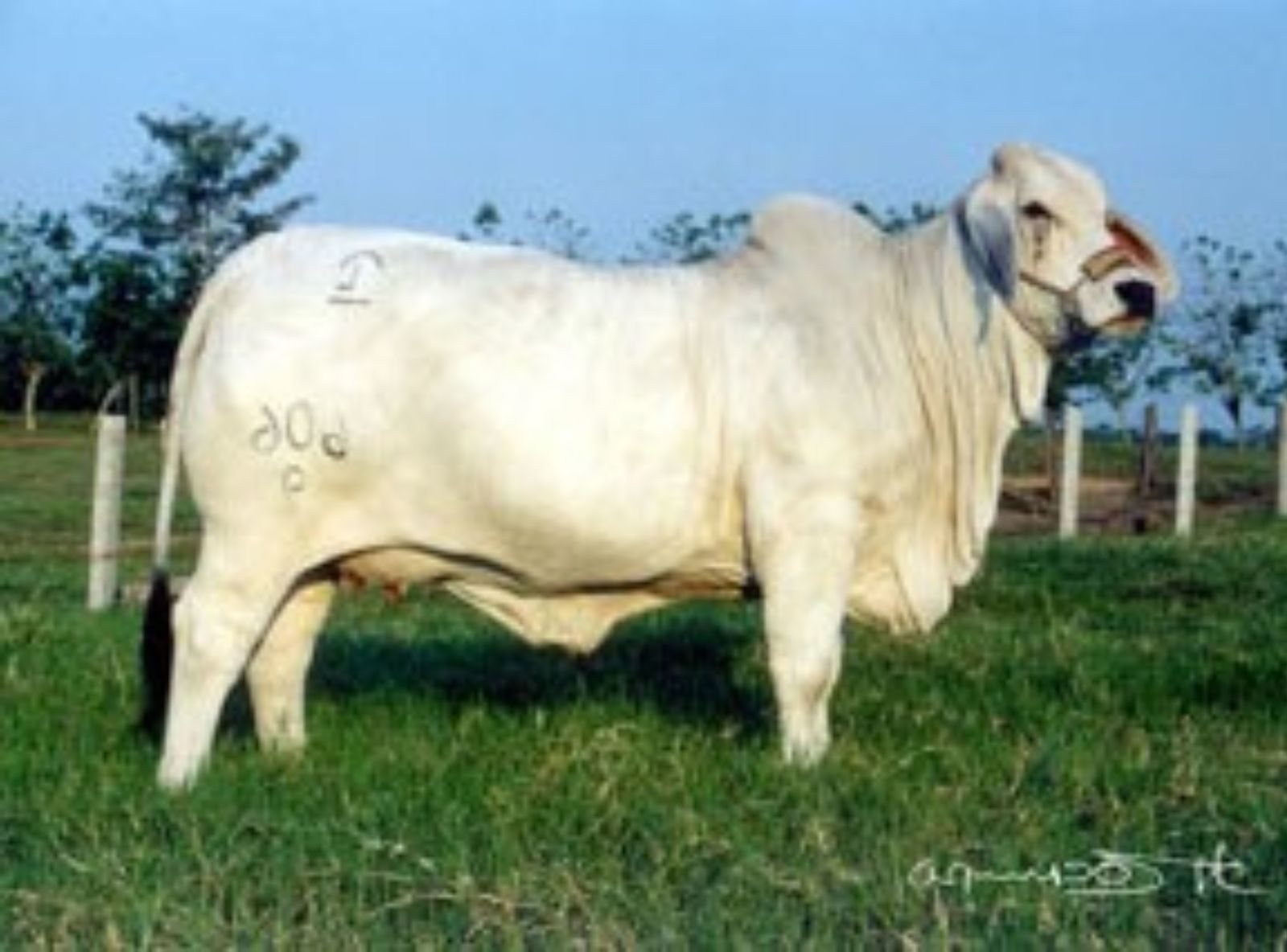 NETA DO MR. V8 202/3