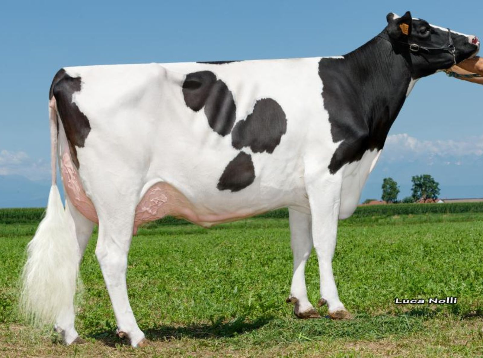 PESS FARM MARDI GRAS - AVÓ DO FALETTI