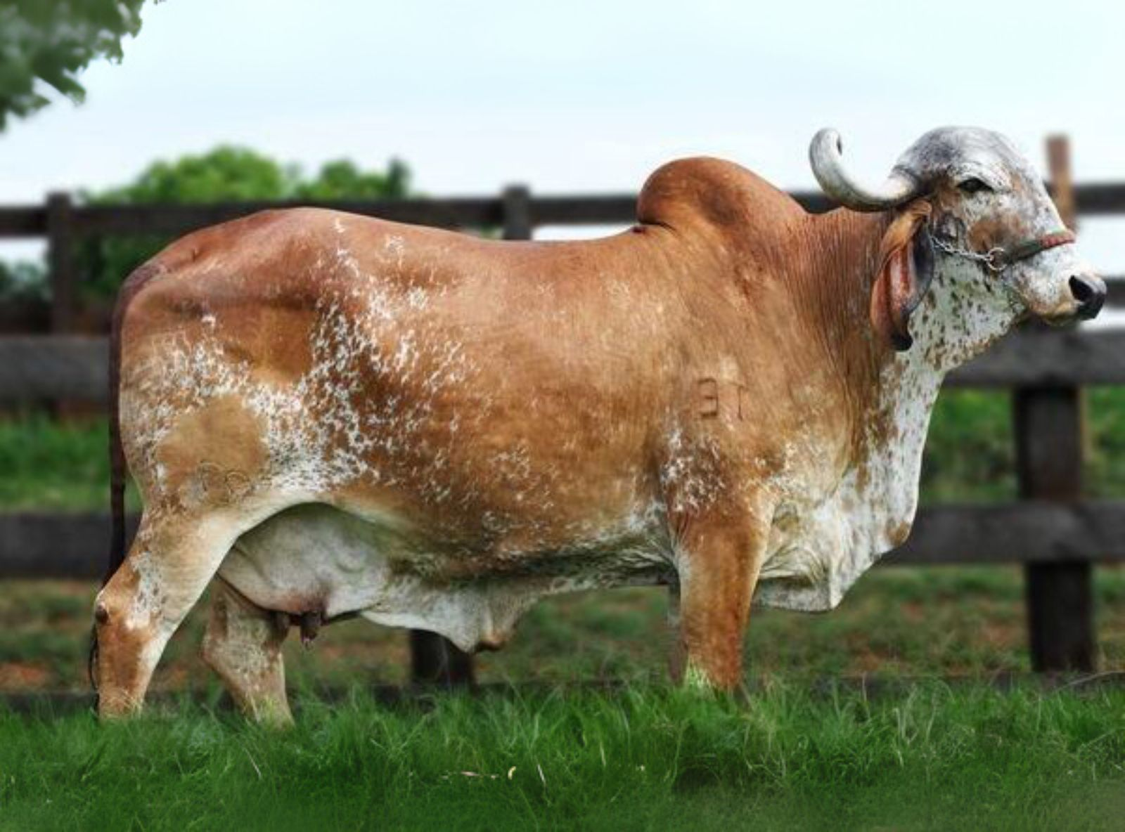 FIARA TE GAVIÃO 10.495 KG DE LEITE - MÃE DO ELO