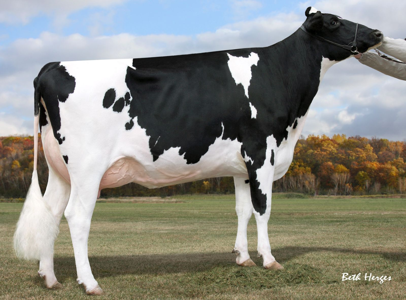 RABUR GOLD PANZER ET VG-87 - BISAVÓ DO KILO