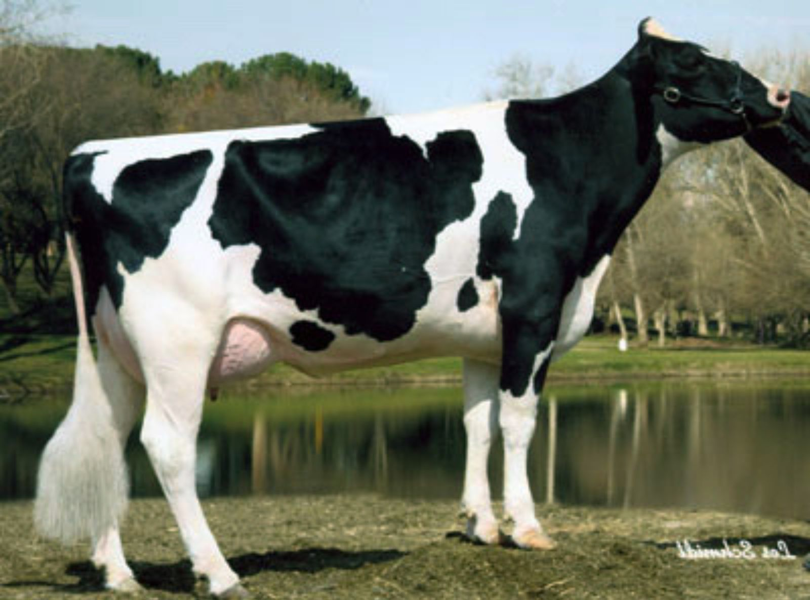 RALMA FINLEY C-F CHOICE (EX-90) - MÃE DO BONFIRE