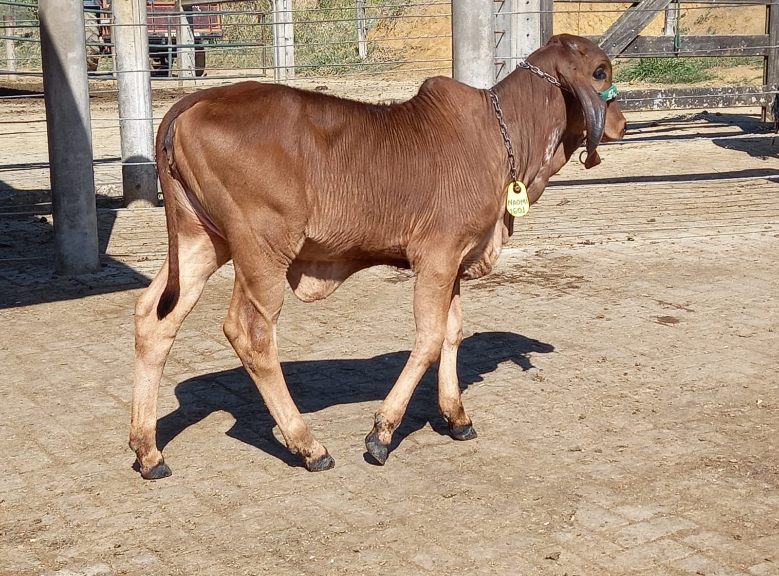 IRMÃ MATERNA DO URANO