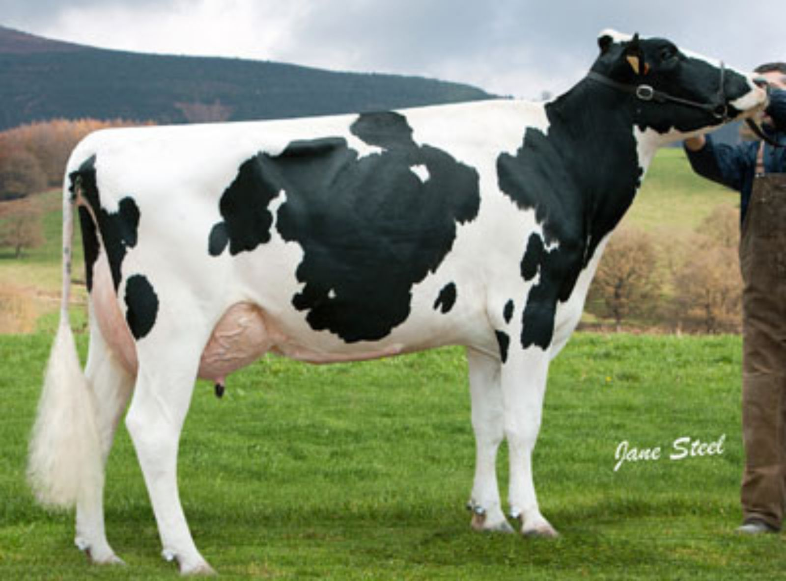 BEHI ALDE SINGAPUR 5060 - FILHA DO SINGAPUR