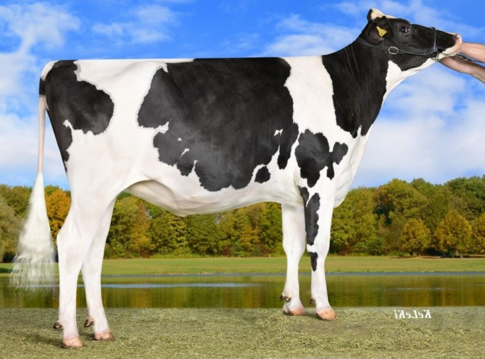 BATTLECRY WILDER KONZERT RC - AVÓ DO GINTONIC