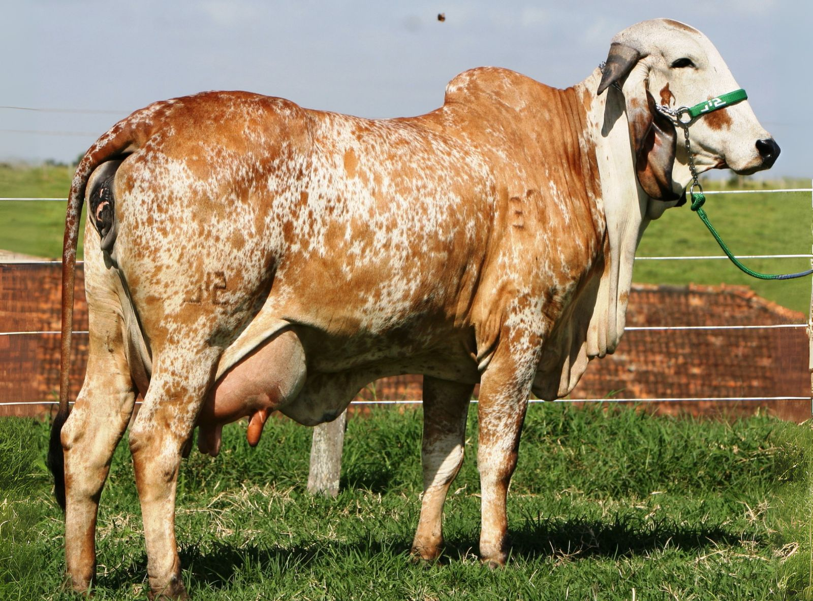 FILIPINA FIV SILVANIA - MÃE DO SABINO