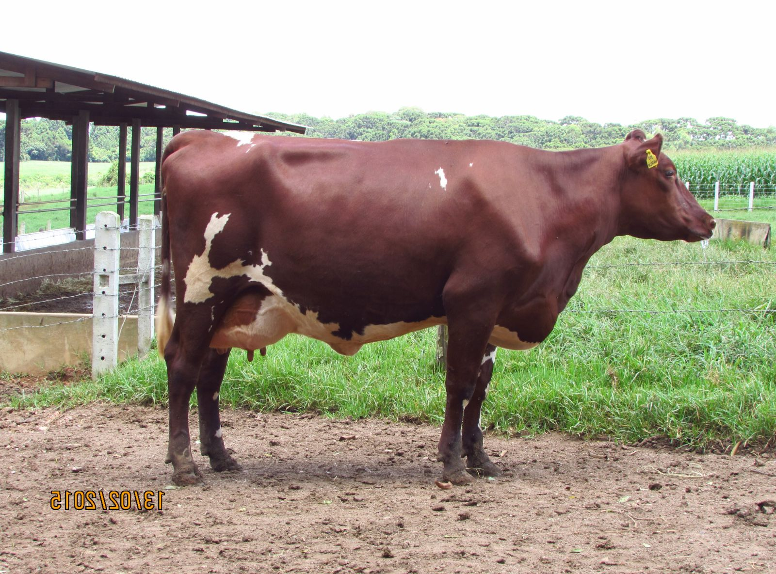 FILHA 3/4 EM VACA TORNADO