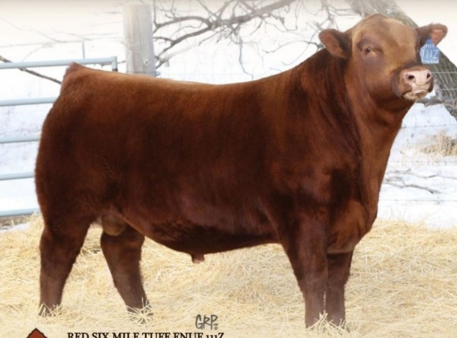 RED SIX MILE TUFF ENUFF 111Z