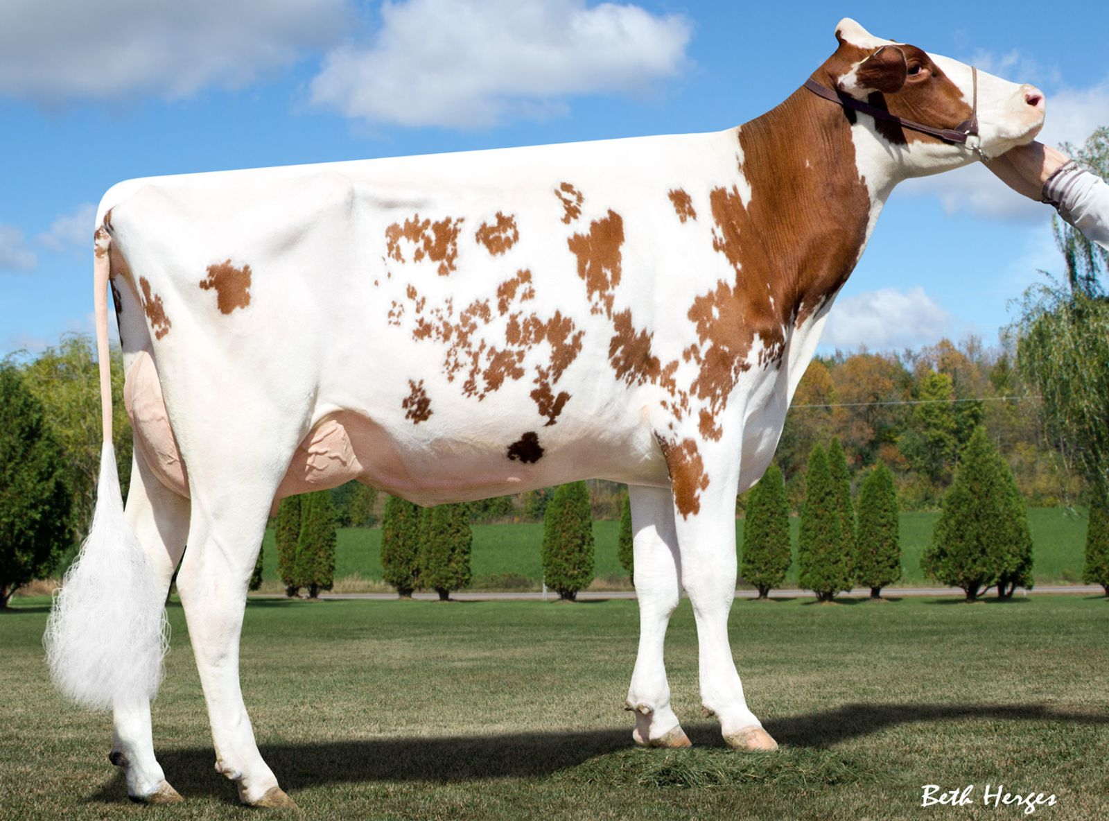 MILKSOURCE D DEVILS RED ET EX-90 - AVÓ DO ARIZONA