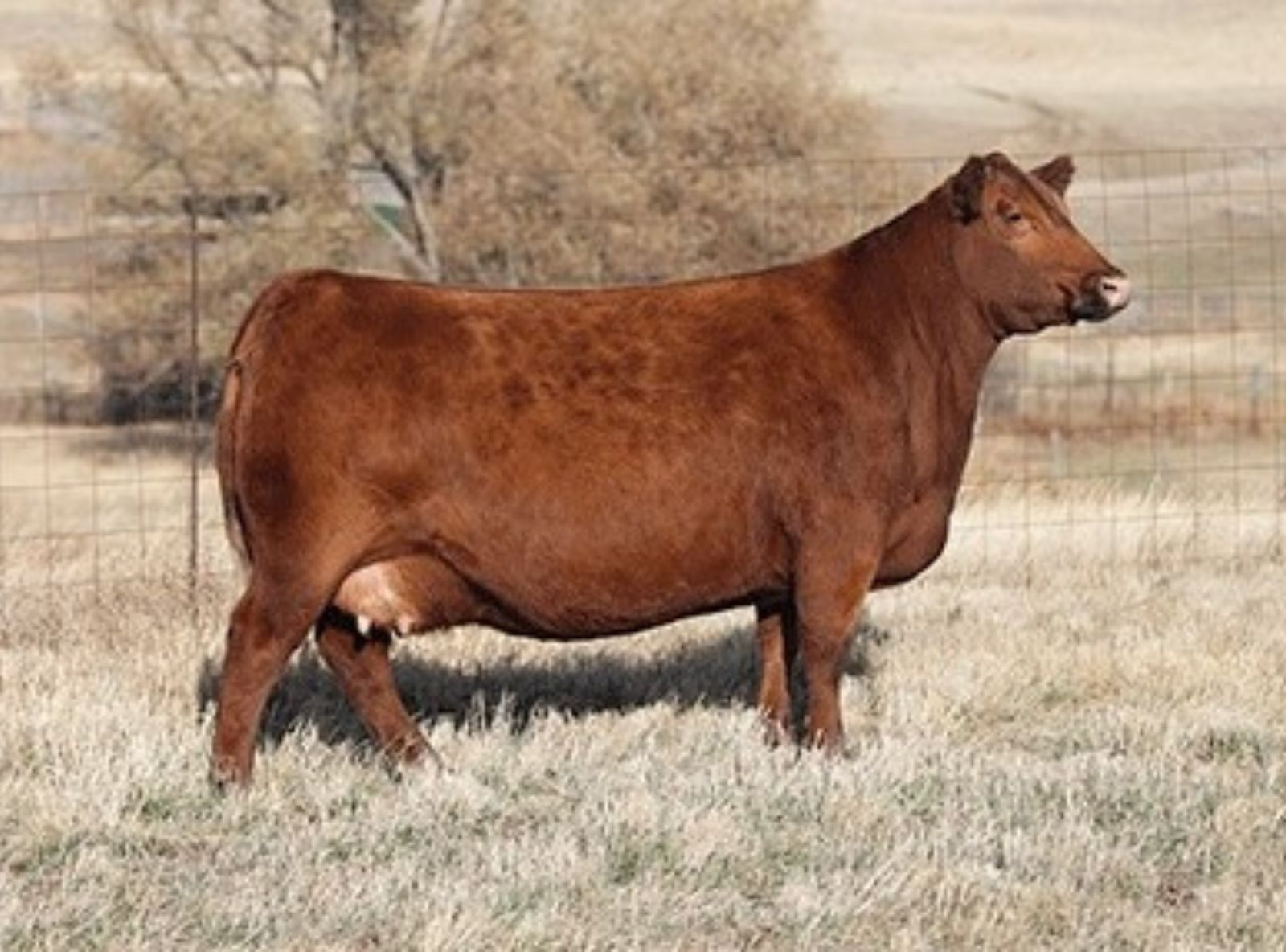 RED SIX MILE TAFETTA 142B