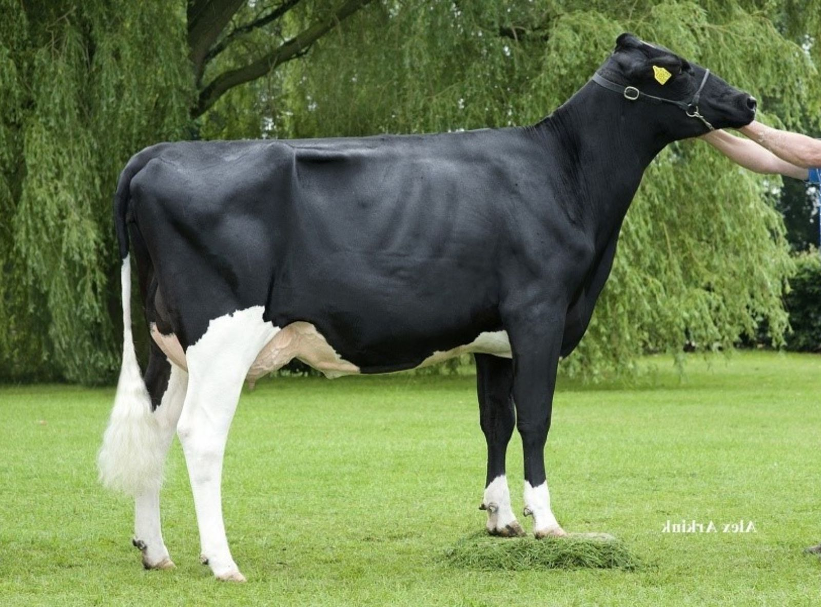 GOFAST DE BIESHEUVEL JAVINA 50 VG 87 - TATARAVÓ DO DOLOMITA