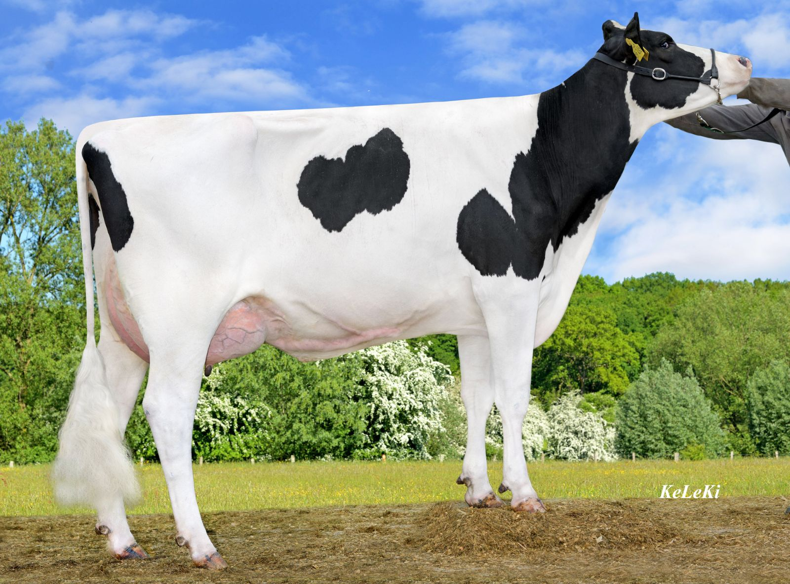 SILVER NIKITA VG-87 - MÃE DO SANTI