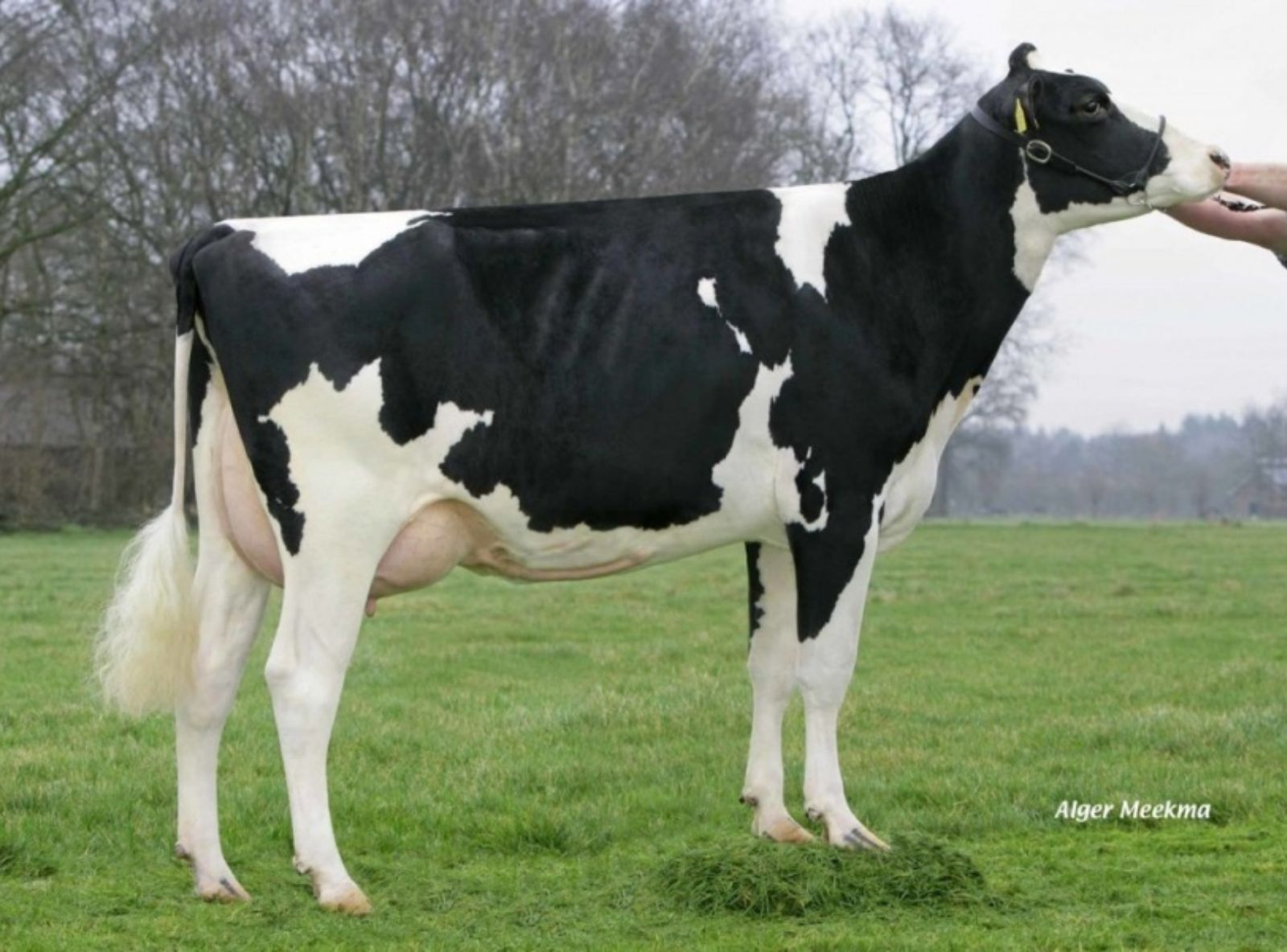 HOLBRA MANOA MB-85 - BISAVÓ DO ASTERIX