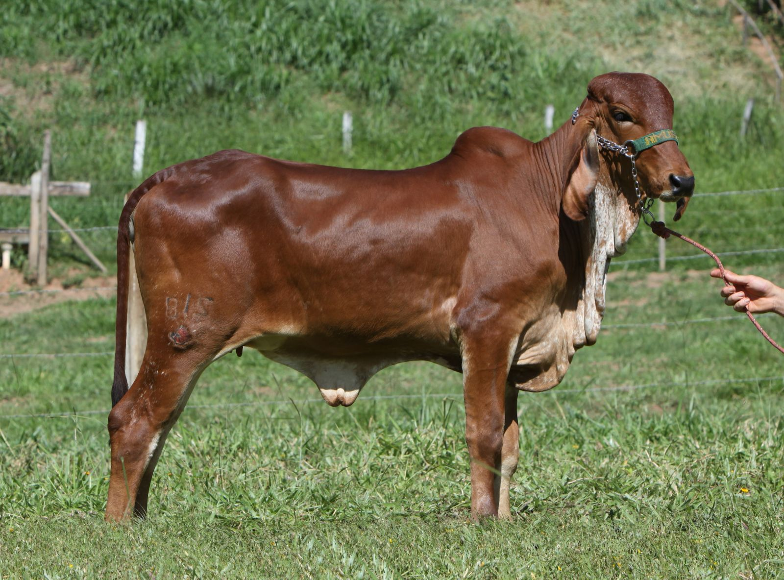 JASMIN JCRF 218 - FILHA DO ELO