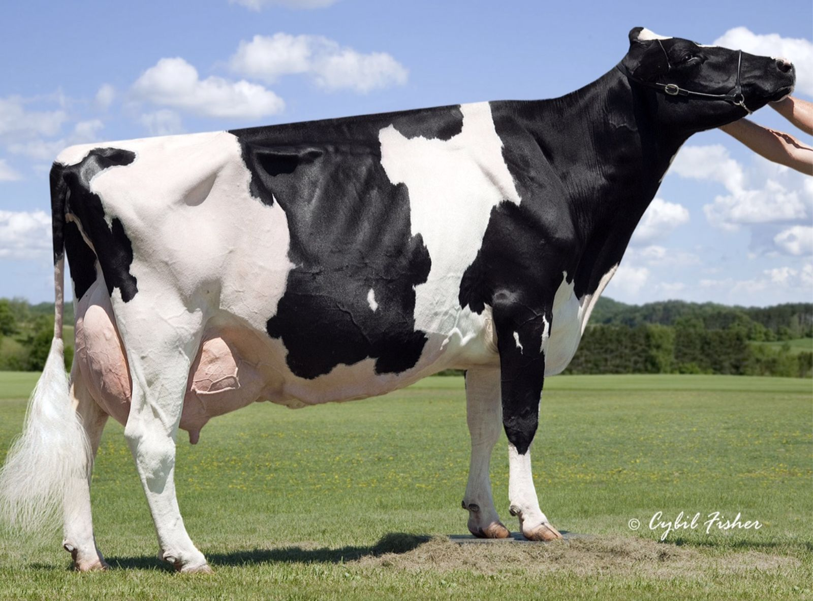 BUDJON REDMARKER DESIRE EX-96 - 4ª MÃE DO ARIZONA