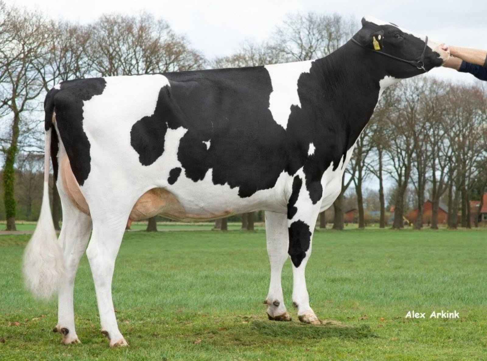 BASIC RDC PP - AVÓ DE BRADY RED