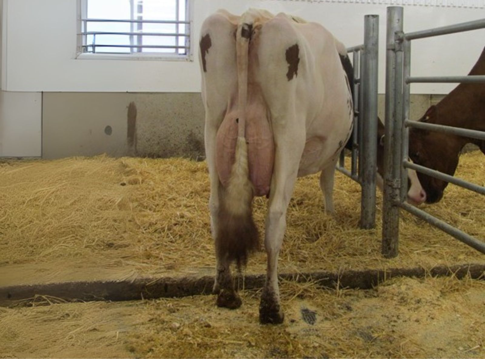 BUDJON NITZY DESTINY RED ET EX-94 - BISAVÓ DO ARIZONA