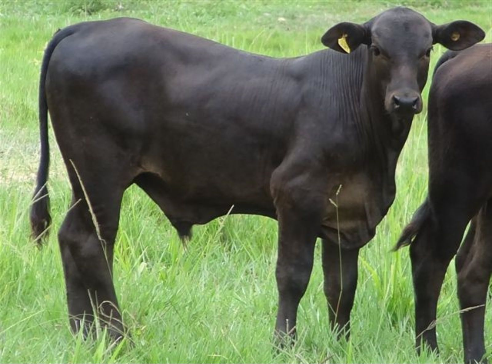 PROGÊNIE EM VACA1/2 SANGUE ANGUS X NELORE