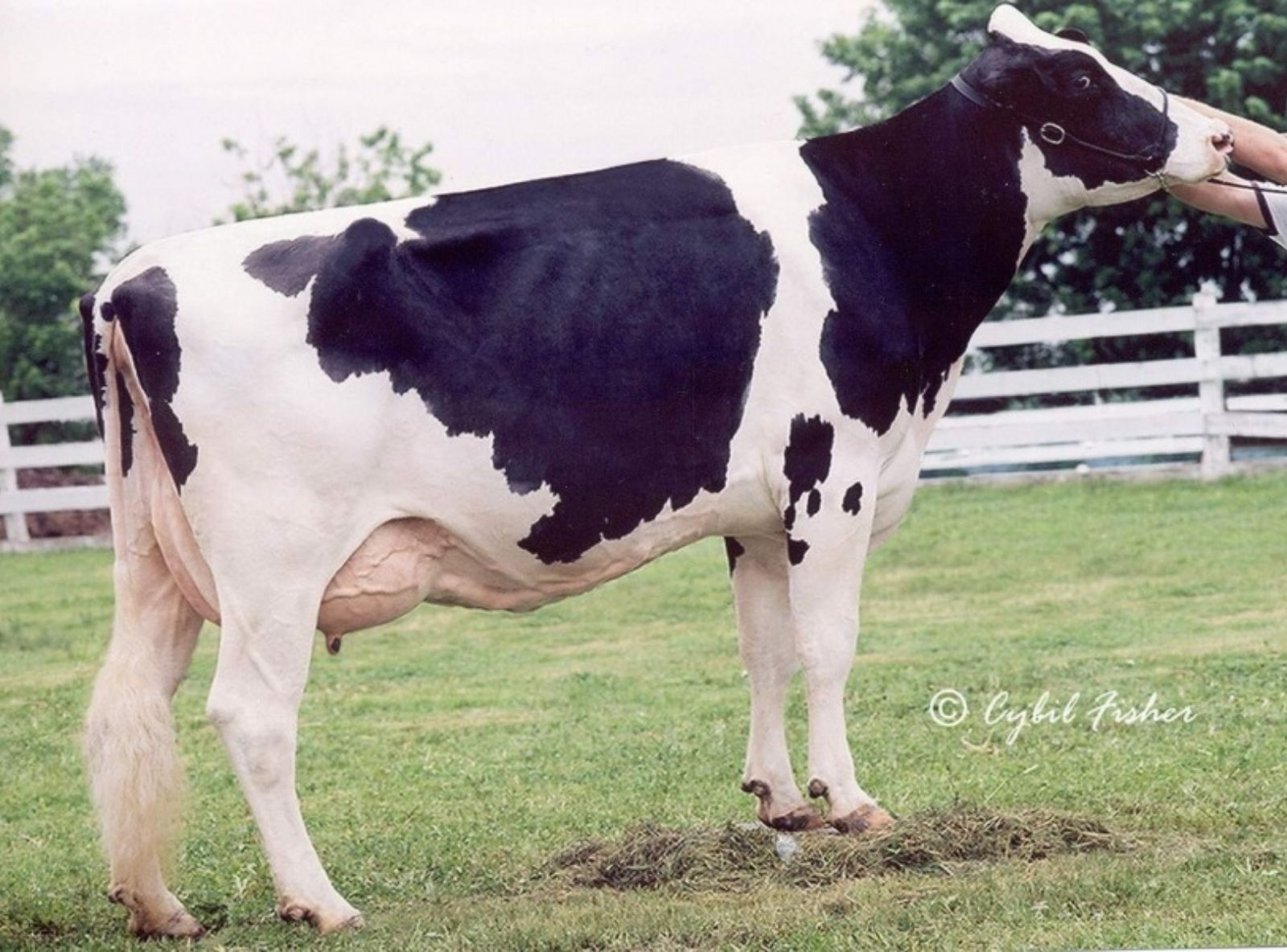 MAYERLANE DK HIAWATHA EX-90 - FAMÍLIA DO ASTERIX