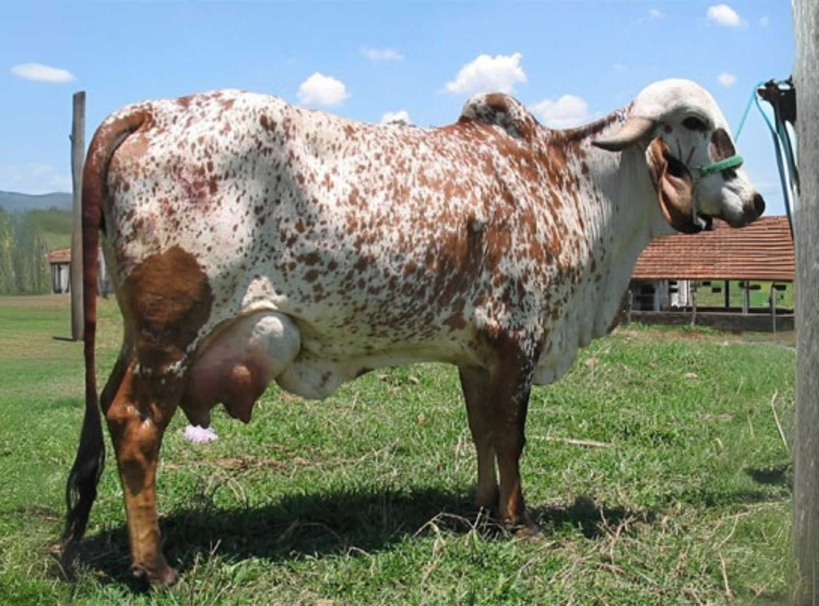 UNIDADE SILVÂNIA 7.079 KG LEITE 1ª LACTAÇÃO - MÃE DO CETRO