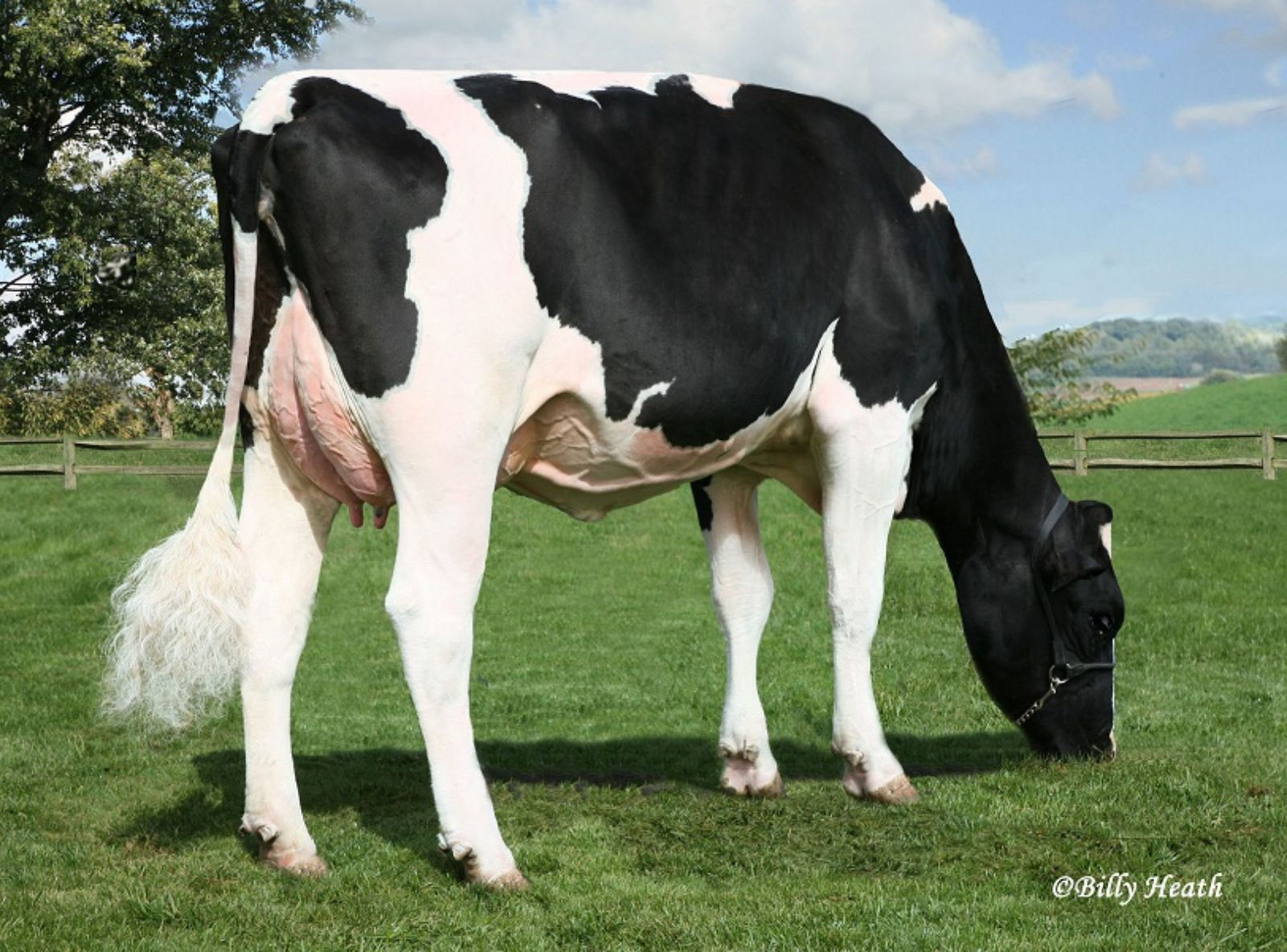 WINDSOR-MANOR ZO BOBBI (EX-90) - MÃE BALTIMORE