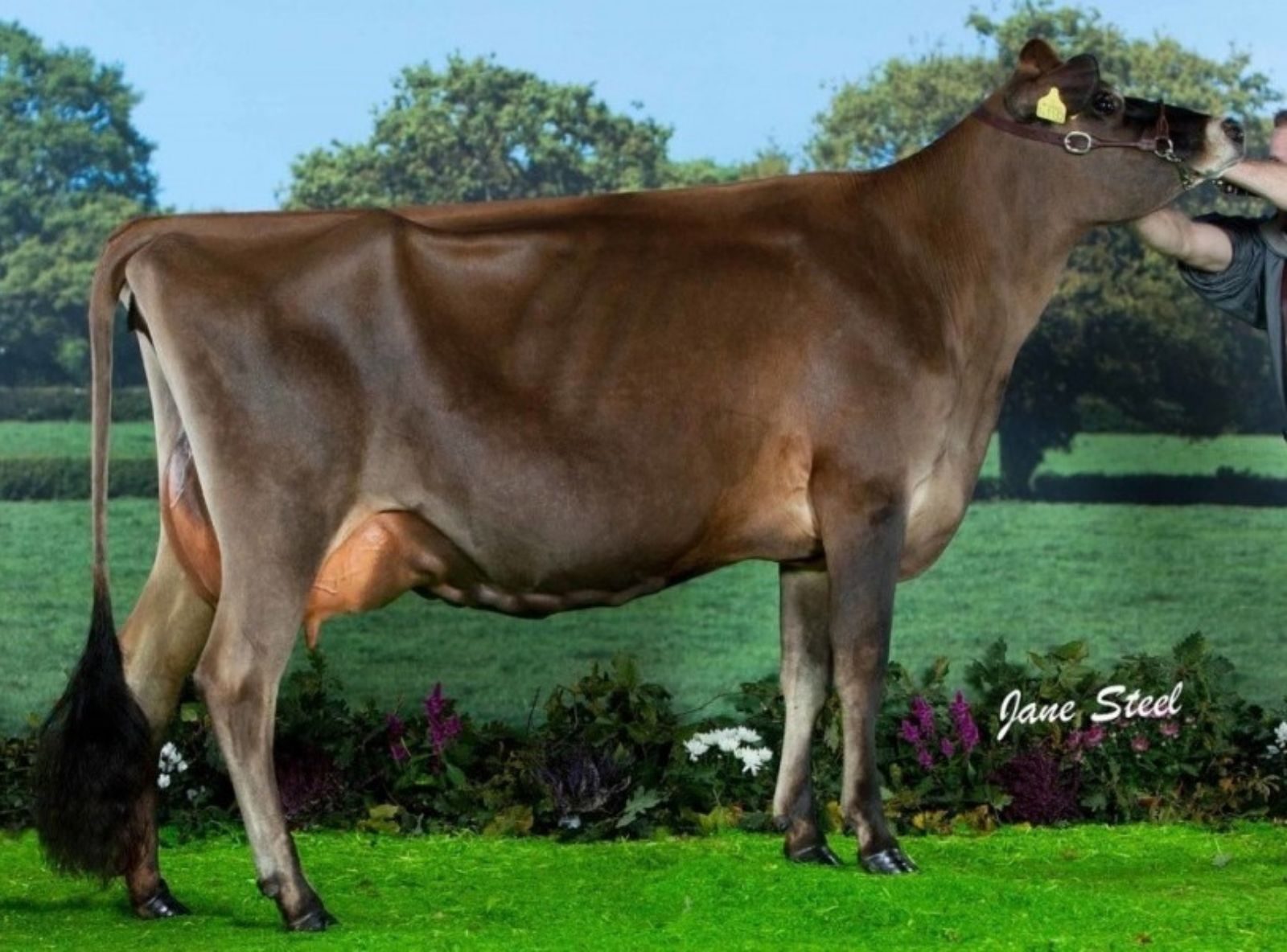 RAPIDBAY UK JADES RUMOUR EX-92 - BISAVÓ DO OLLIE