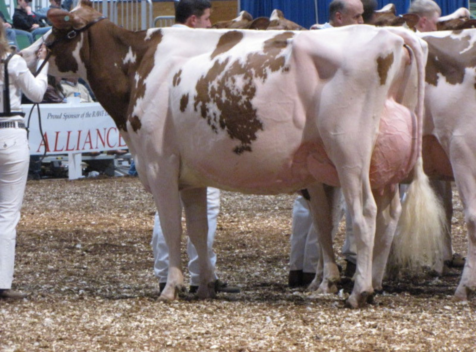 BUDJON NITZY DESTINY RED ET EX-94 - BISAVÓ DO ARIZONA