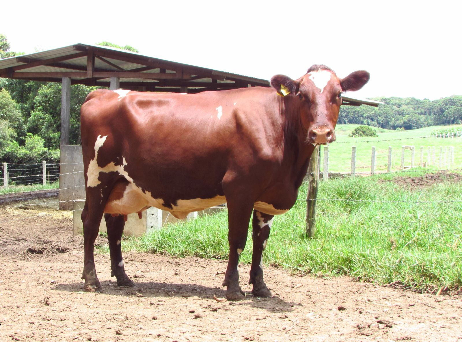 FILHA 3/4 EM VACA TORNADO