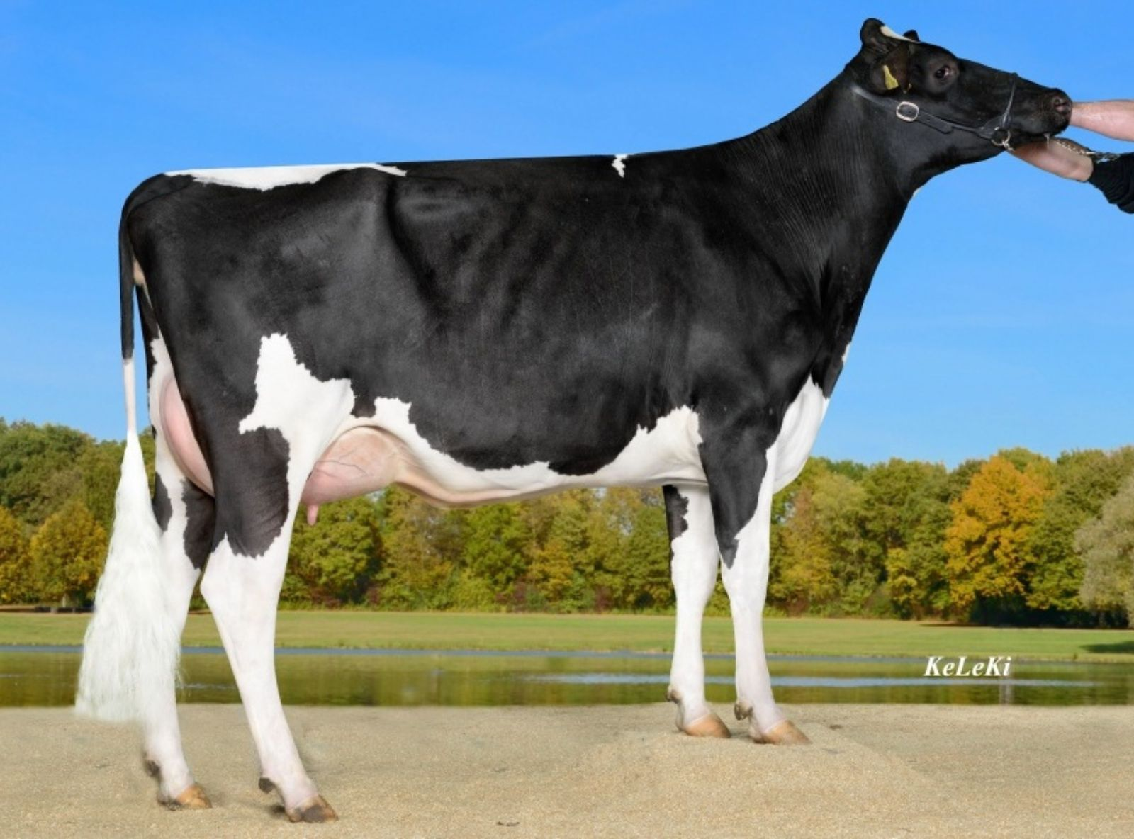 BOSS WILDER MELLE - MÃE DO MOCCA