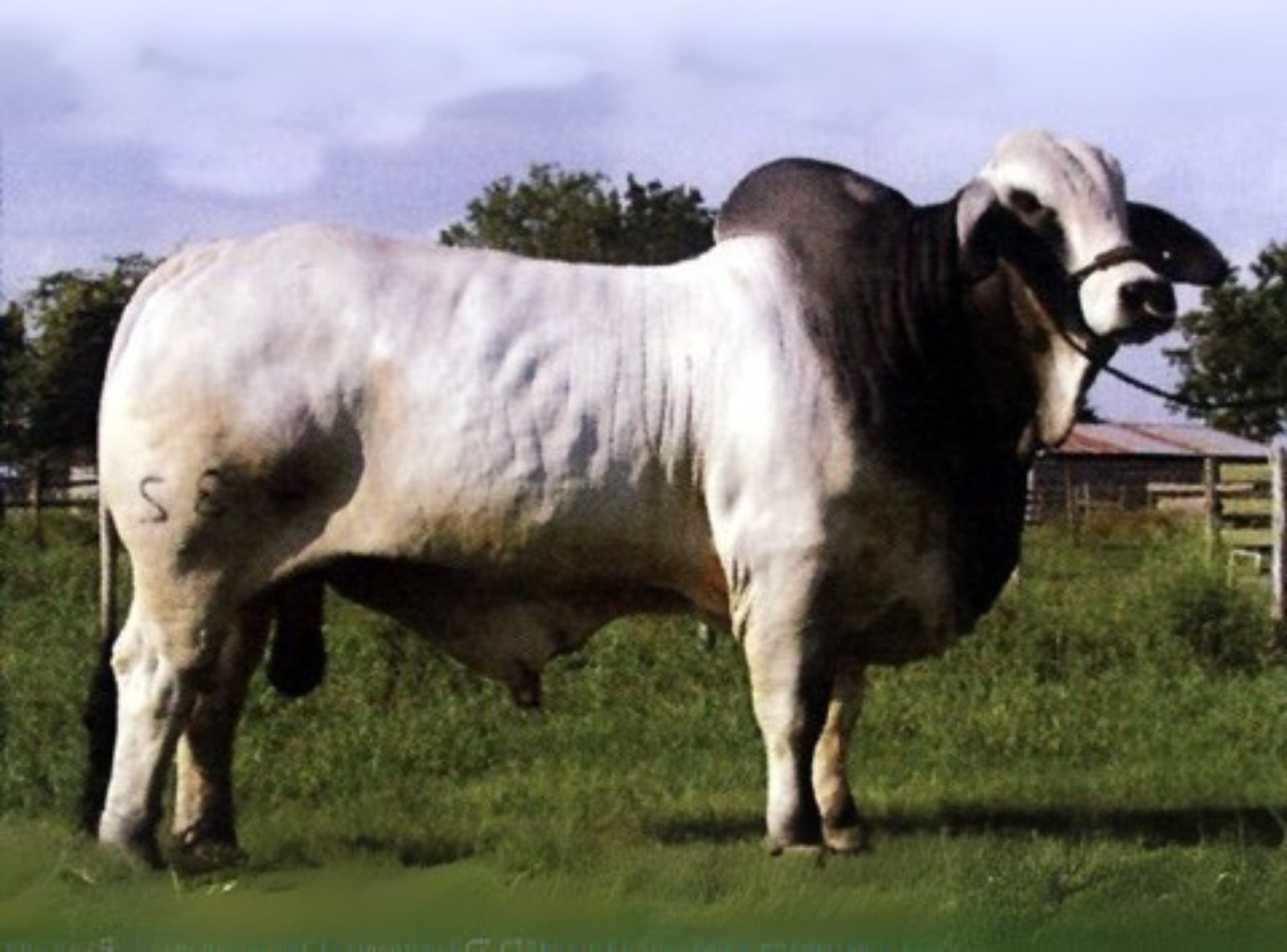 FILHO DO DOUBLE TAKE MANSO 229/8