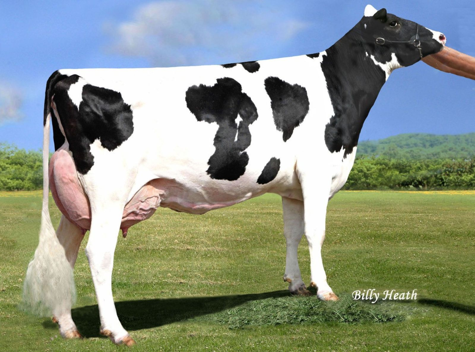 PEN COL LEGACY BEST - AVÓ DE CHERRY