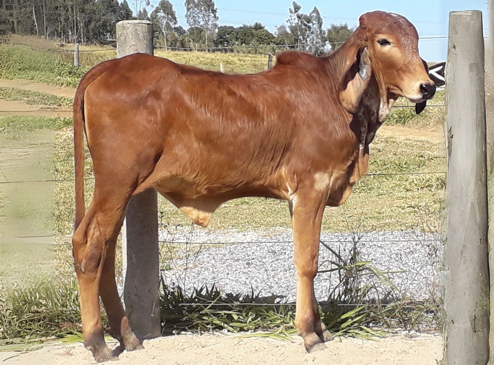 UNITY SILVANIA - FILHA DO SABINO