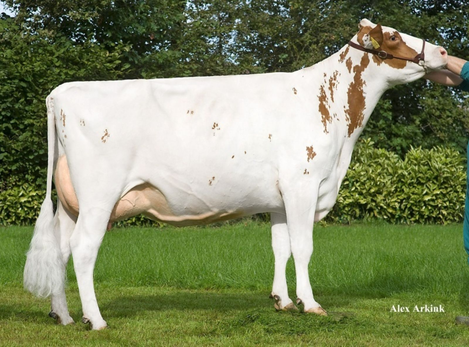 ETAREGGE FIDE A MONIQUE VG-87 - ORIGENS DO COMANCHE