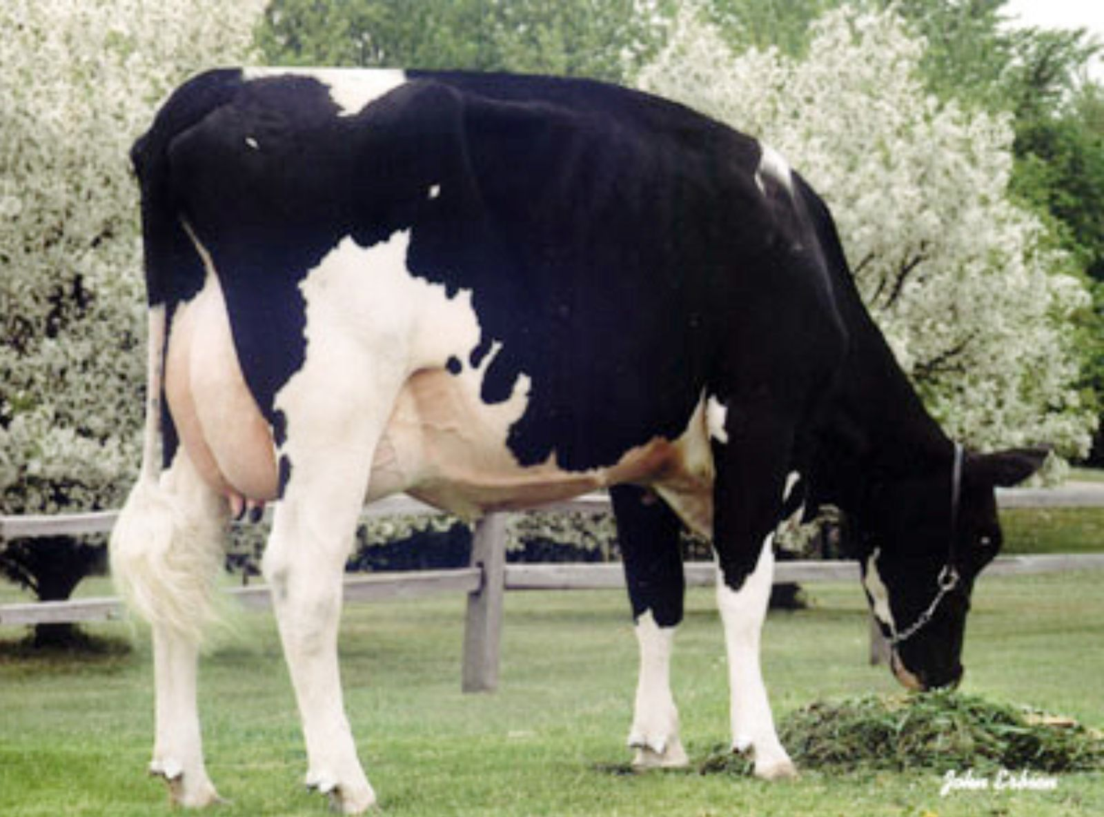 RALMA CHRISTMAS FUDGE ET (VG-88) - AVÓ DO BONFIRE