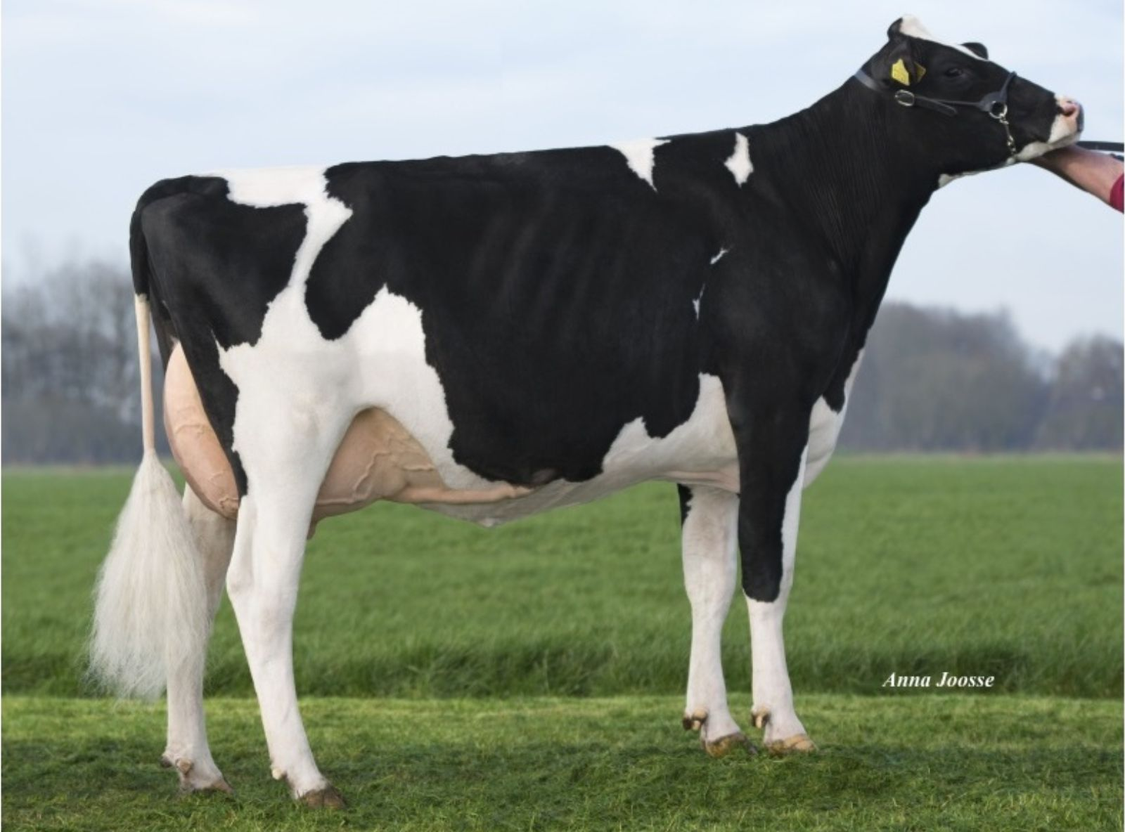 LILLY P RC ET - MÃE DO ZETA