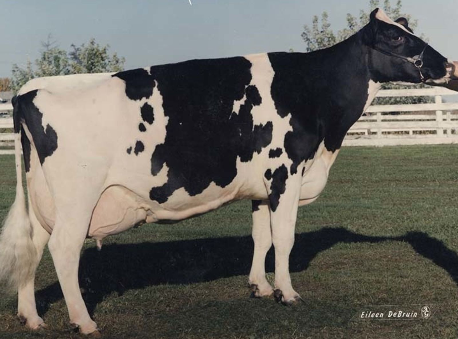 GOLDEN OAKS MARK PRUDENCE EX-95 - FAMÍLIA DO ASTERIX