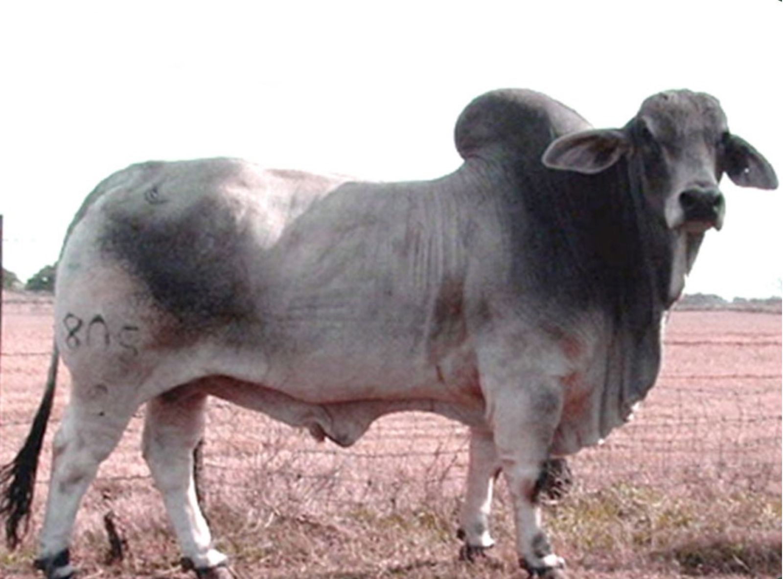 MR. KC BROSS MANSO 805/0