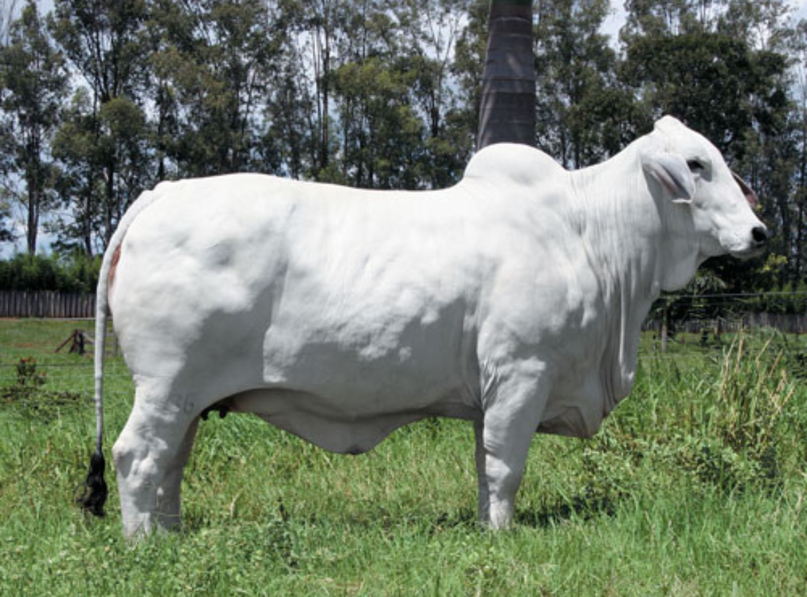 FILHA DO JDH MR. SUPERCALC MANSO 310/2