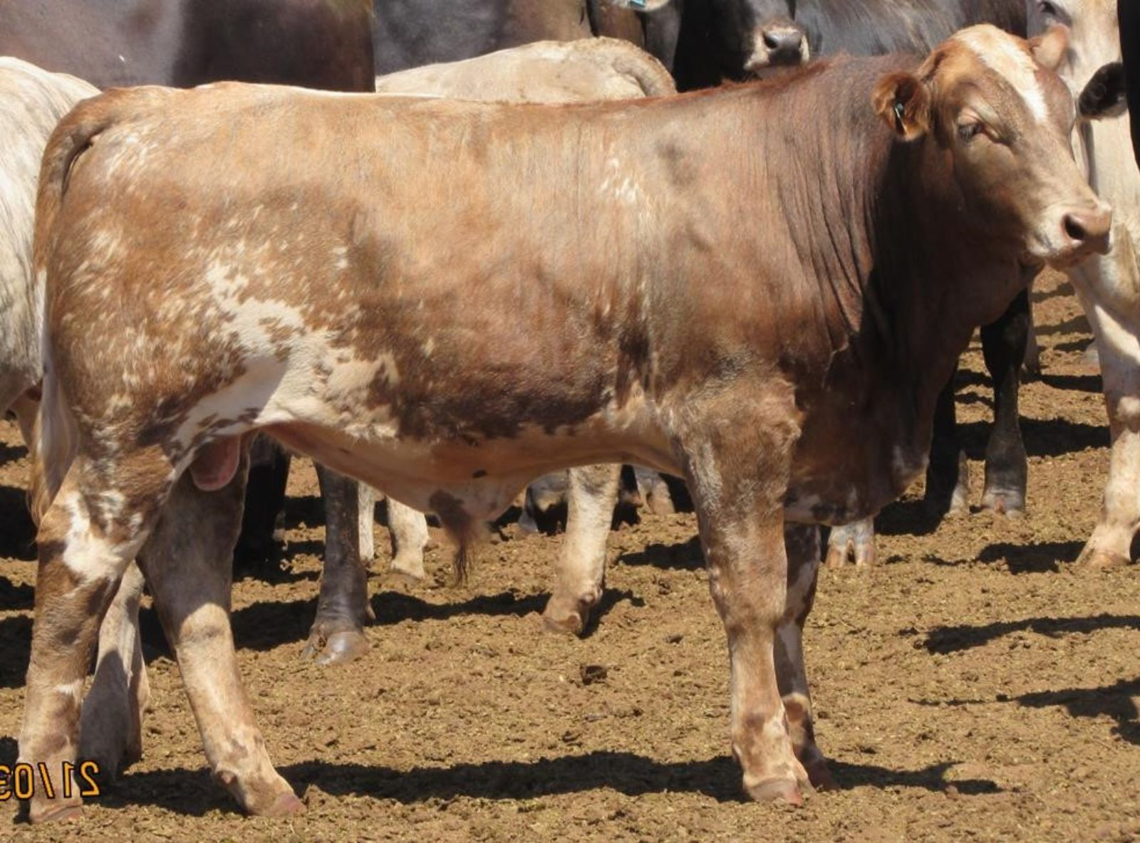 PROGÊNIE DO VLADIMIR