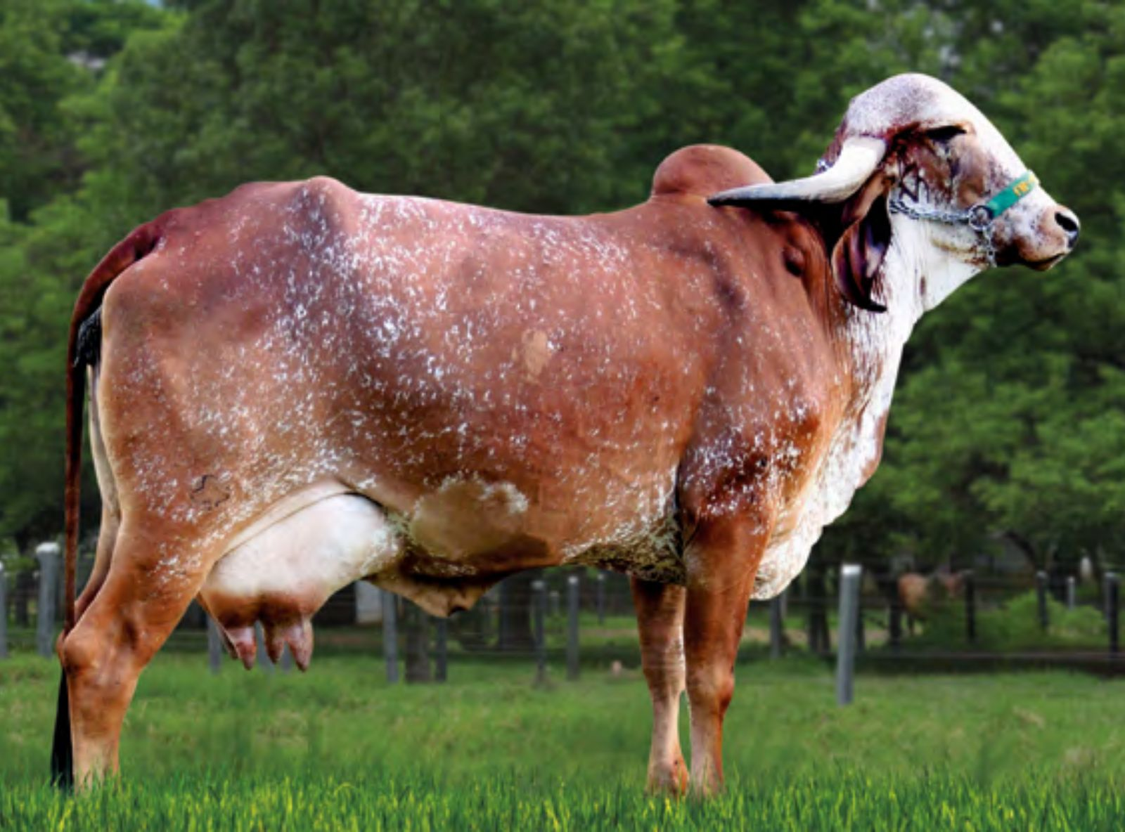 SAMAUMA GAROTA 5.446 KG DE LEITE - FILHA DO CETRO